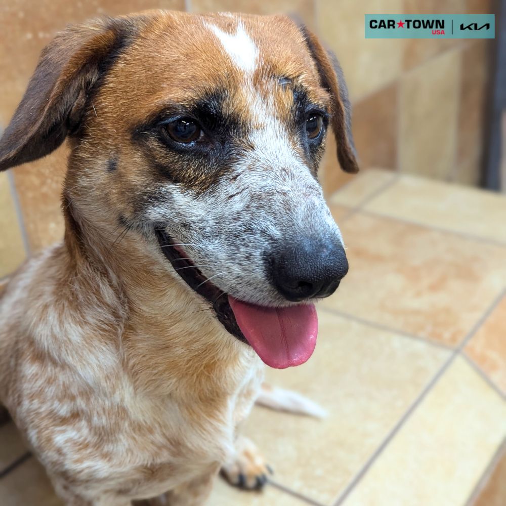 Australian Cattle Dog/Blue mix Lexington Humane Society