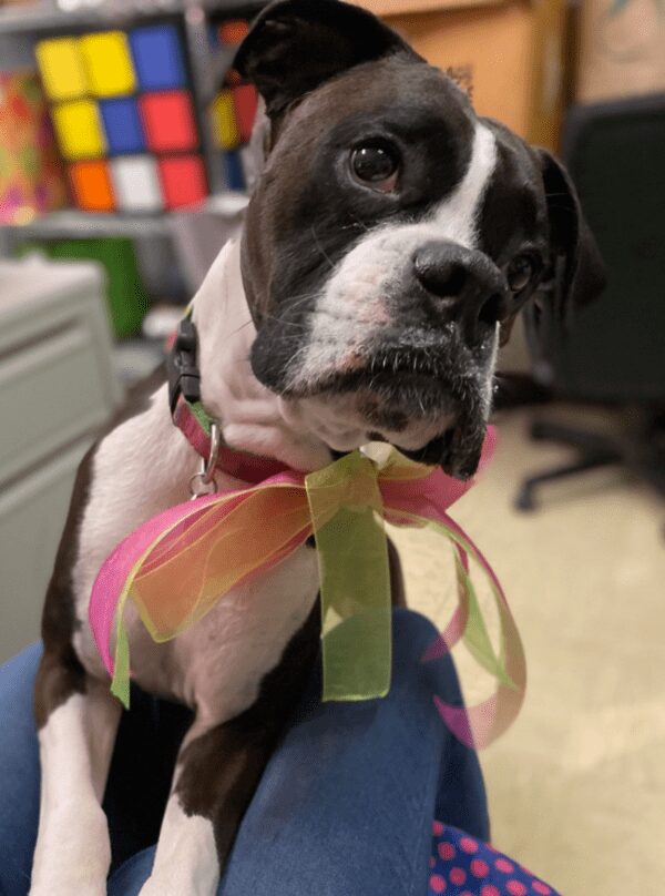 Meet Our Team - Lexington Humane Society
