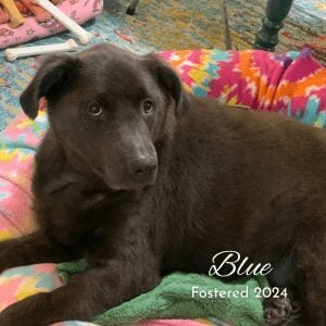 Blue