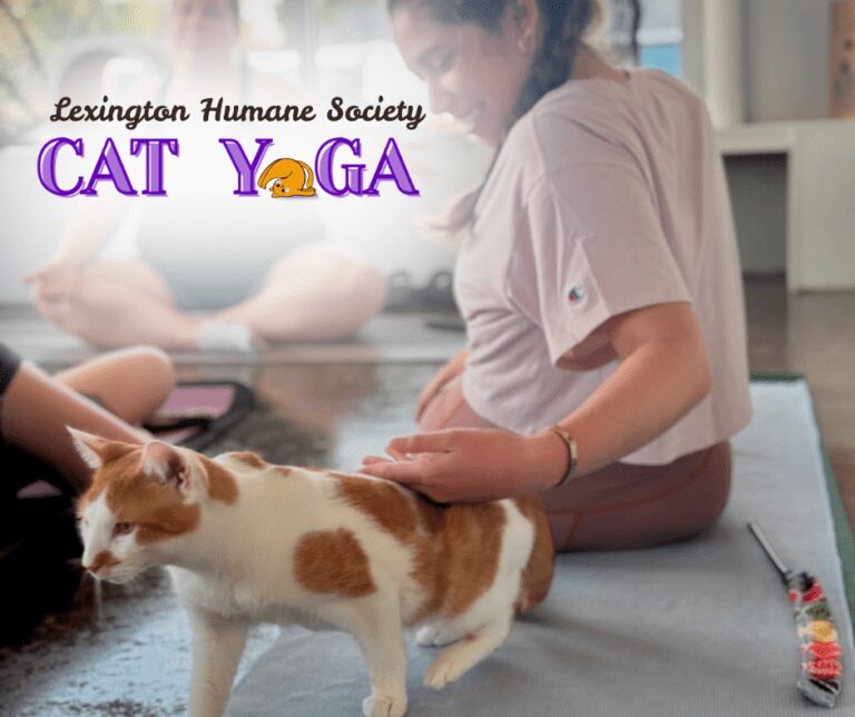 Cat-Yoga