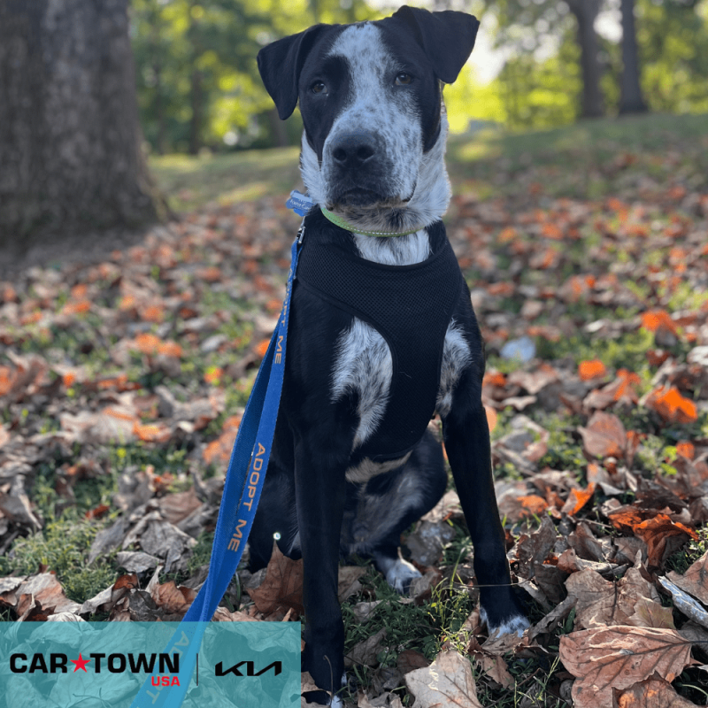 Cartown KIA Logo (1)