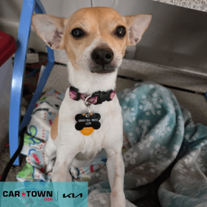 Cartown KIA Logo (1)