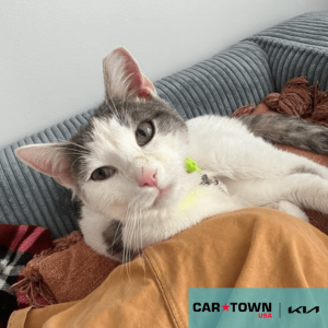 Cartown KIA Logo (1)