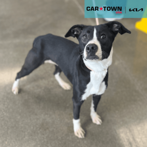 Cartown KIA Logo (11)