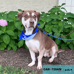 Cartown KIA Logo (12)