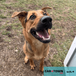 Cartown KIA Logo (12)