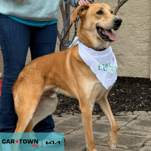 Cartown KIA Logo (14)