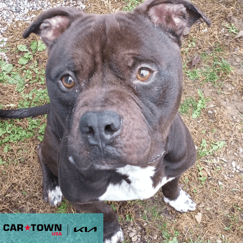 Cartown KIA Logo (16)