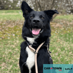 Cartown KIA Logo (21)