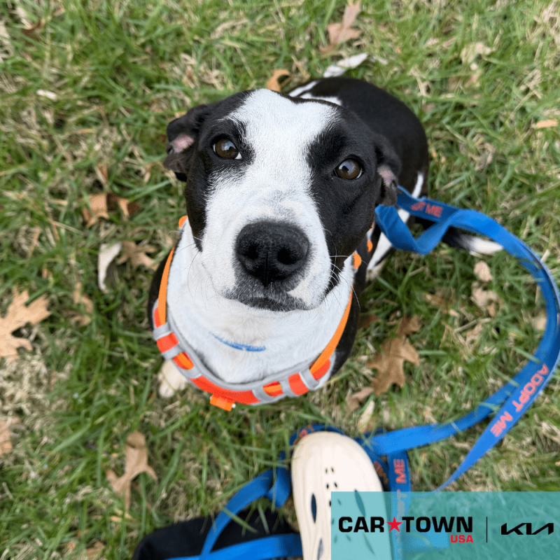 Cartown KIA Logo (22)