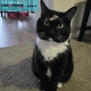 Cartown KIA Logo (24)