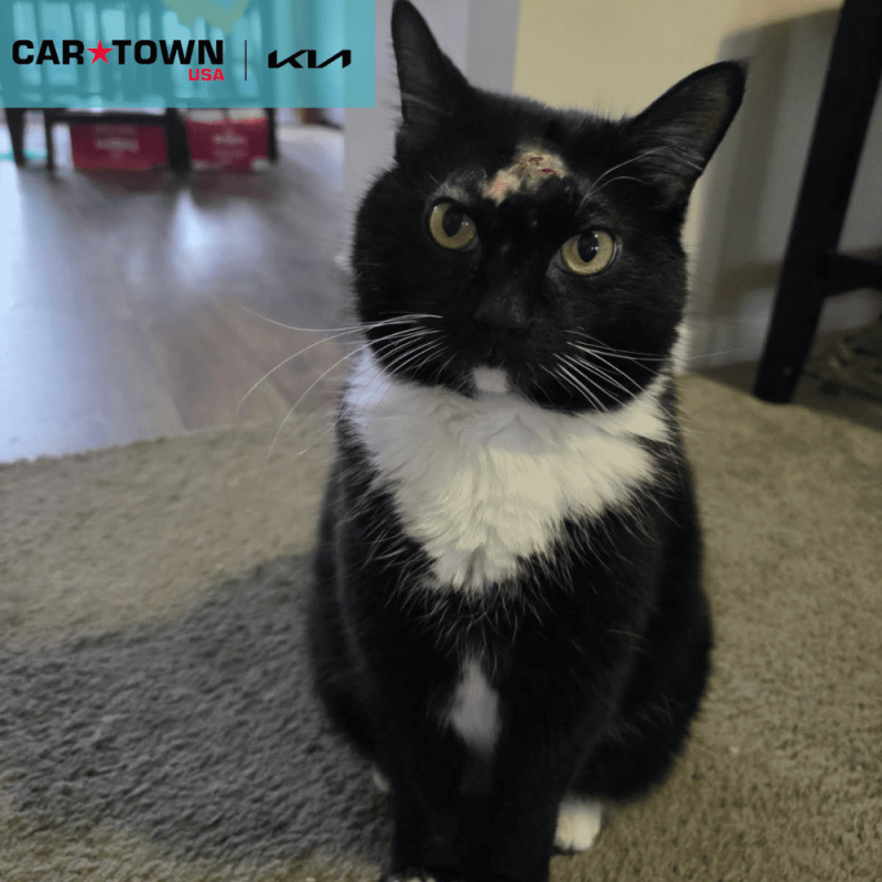 Cartown KIA Logo (24)
