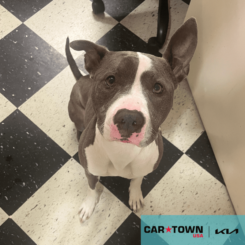 Cartown KIA Logo (25)