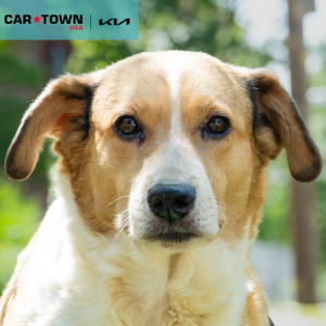 Cartown KIA Logo (26)