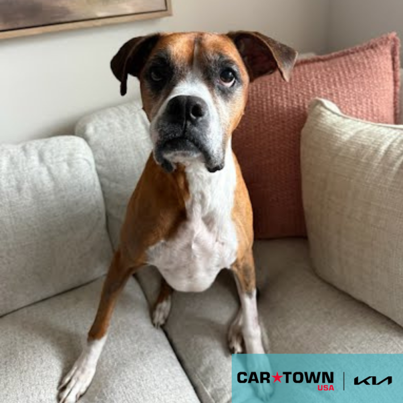 Cartown KIA Logo (27)