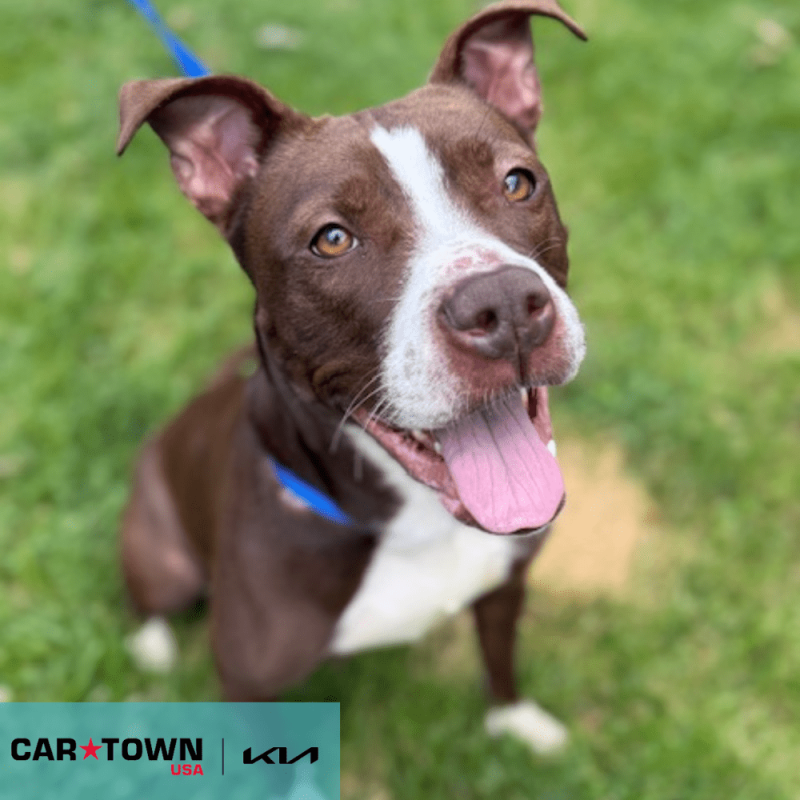 Cartown KIA Logo (28)