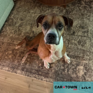 Cartown KIA Logo (28)