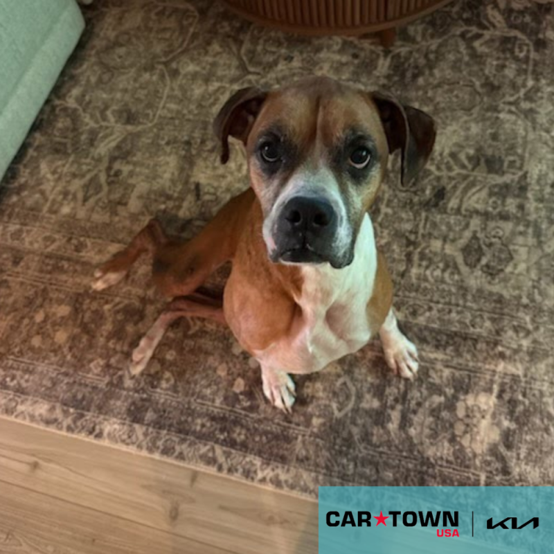 Cartown KIA Logo (28)