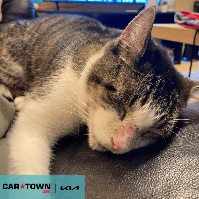 Cartown KIA Logo (3)