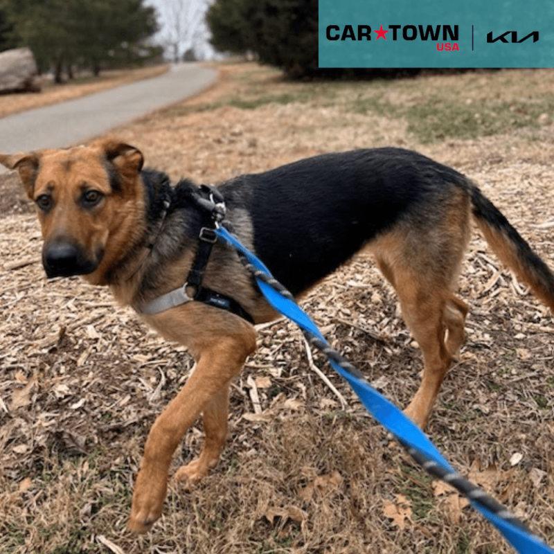 Cartown KIA Logo (3)