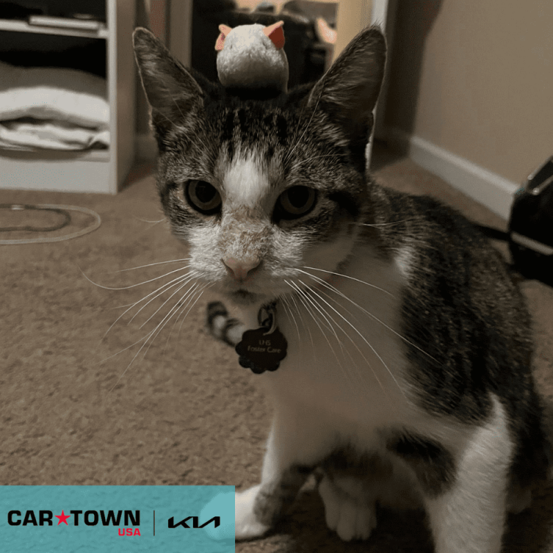 Cartown KIA Logo (4)