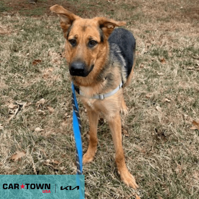 Cartown KIA Logo (4)