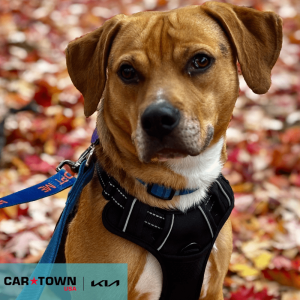 Cartown KIA Logo (5)