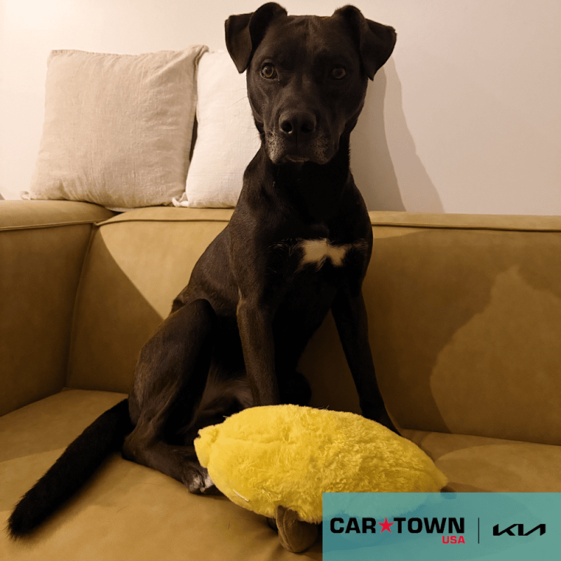 Cartown KIA Logo (5)