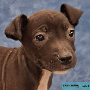 Copy of EAC Profile Template (14)