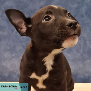 Copy of EAC Profile Template (15)