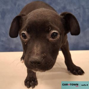 Copy of EAC Profile Template (16)