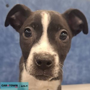 Copy of EAC Profile Template (18)