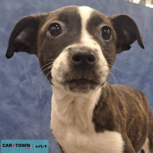 Copy of EAC Profile Template (19)