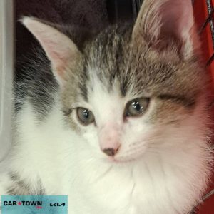 Copy of EAC Profile Template (20)