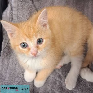 Copy of EAC Profile Template (22)