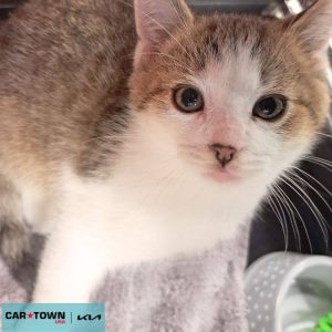 Copy of EAC Profile Template (23)