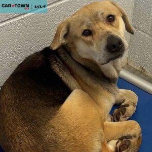 Copy of EAC Profile Template (42)