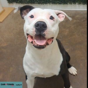 Copy of EAC Profile Template (8)