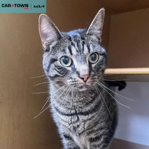 EAC Profile Template - 2026-03-23T172827.039