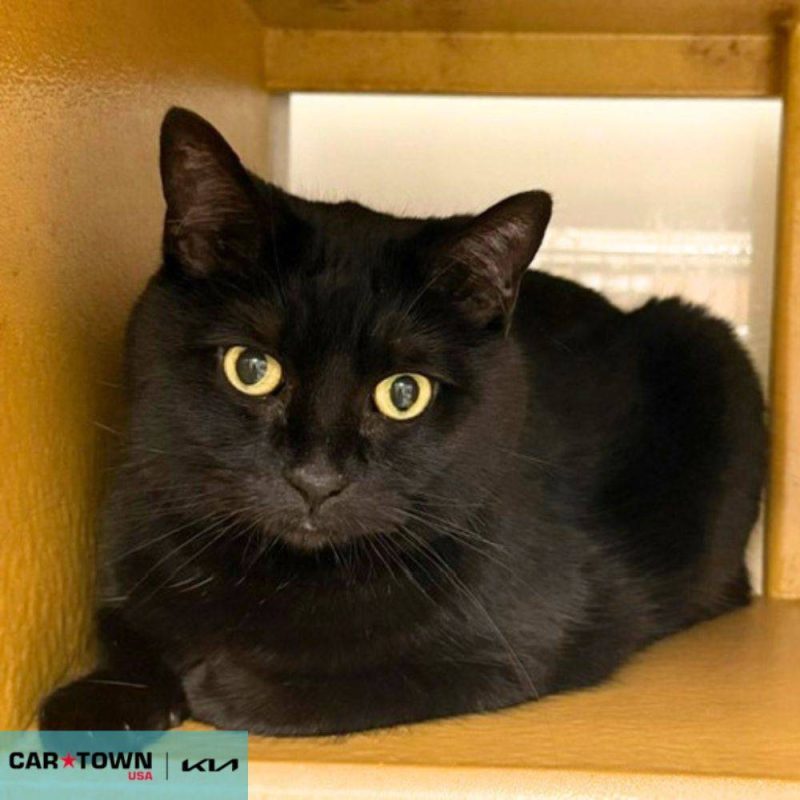 EAC Profile Template - 2026-04-02T134021.141