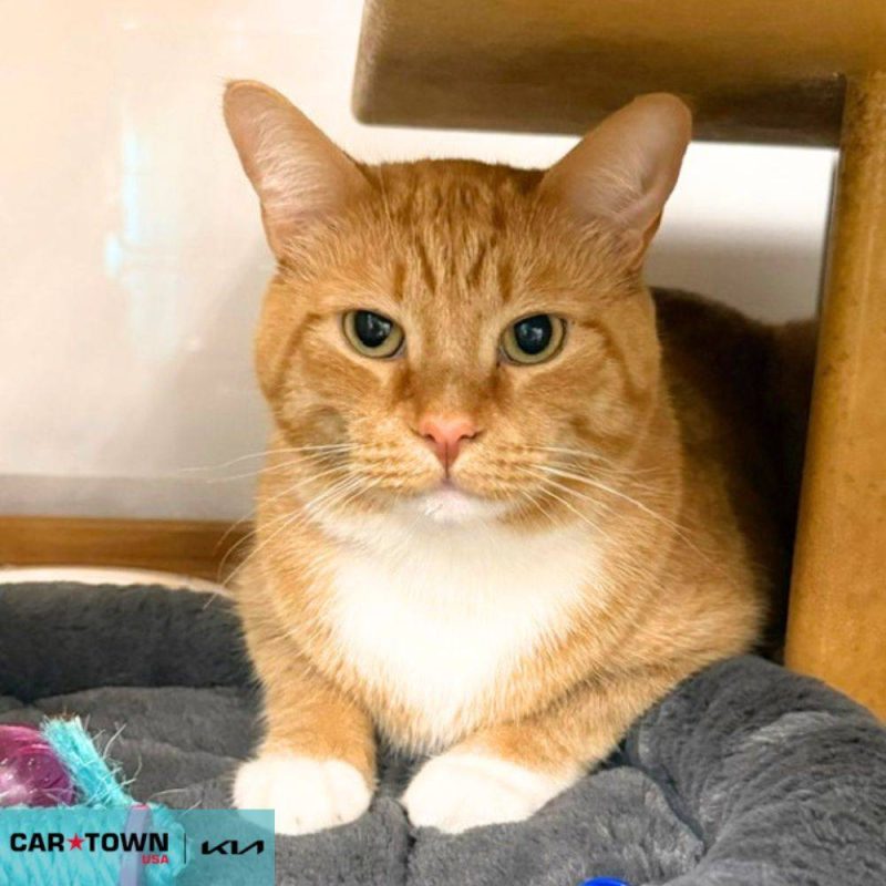 EAC Profile Template - 2026-04-02T134551.283