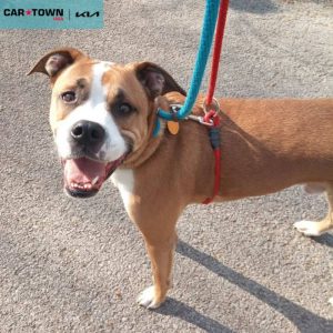 EAC Profile Template - 2026-04-08T162047.954