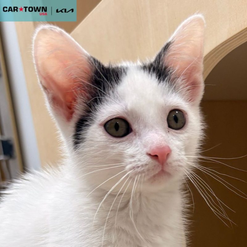 EAC Profile Template - 2026-04-16T145427.053