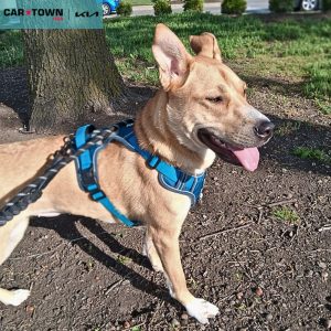 EAC Profile Template - 2026-04-21T124326.446