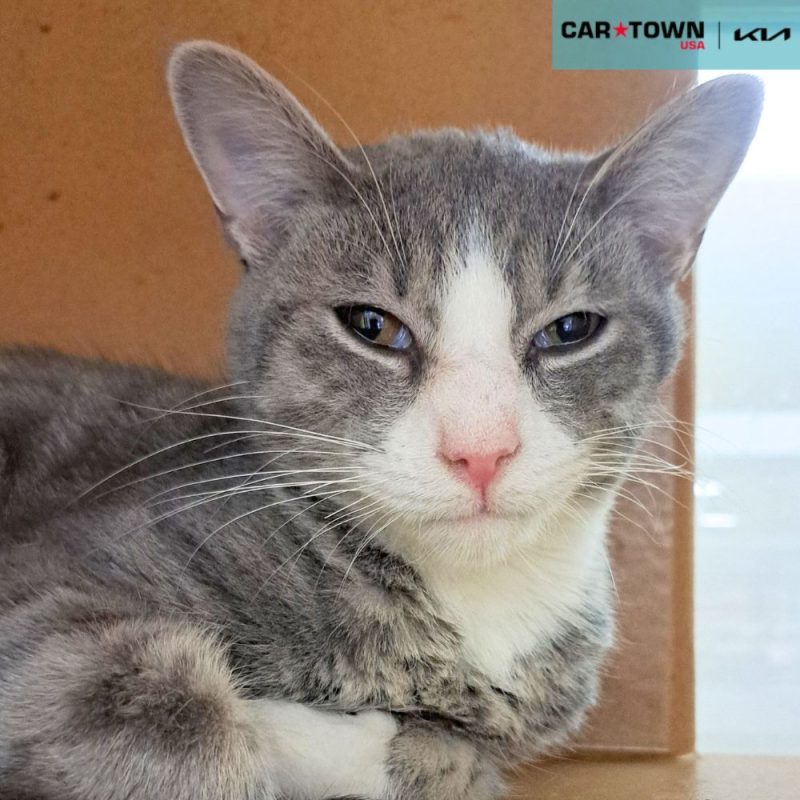 EAC Profile Template - 2026-04-28T134550.562