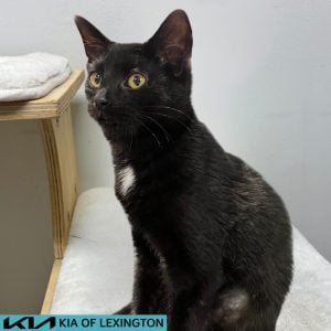 EAC Profile Template - 2026-08-30T165140.792