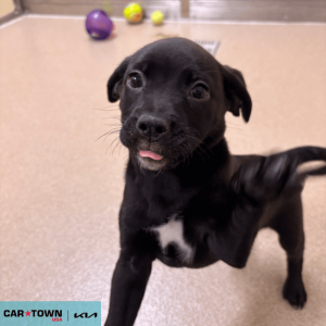 EAC Profile Template (23)