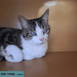 EAC Profile Template (26)