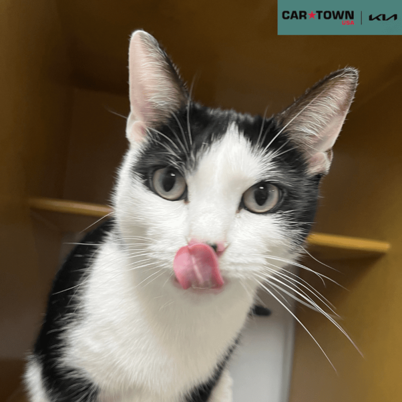 EAC Profile Template (32)