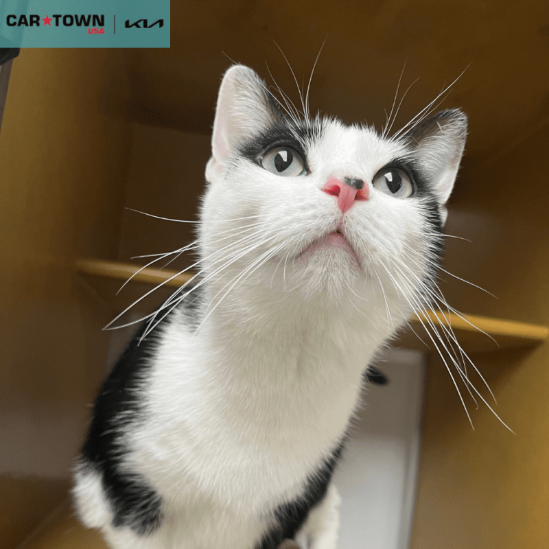 EAC Profile Template (33)